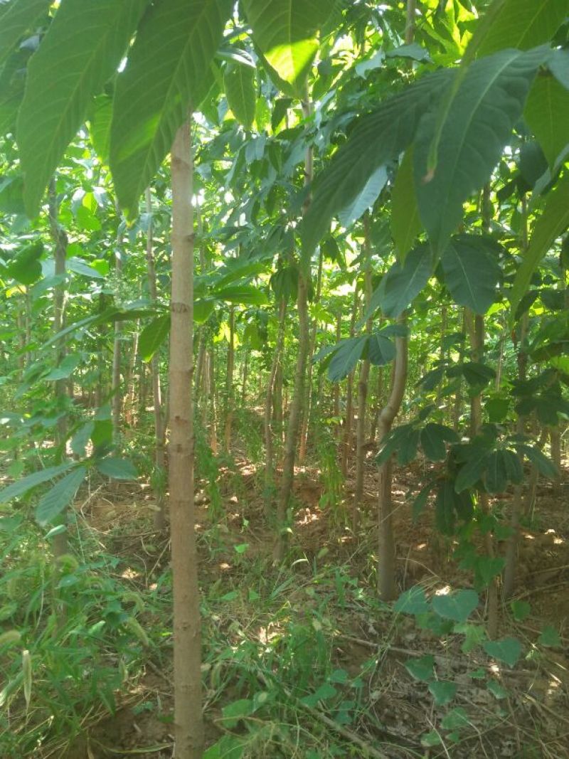 七叶树苗