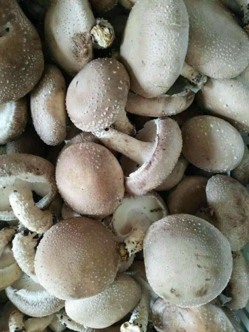 鲜香菇3.5cm以上1%