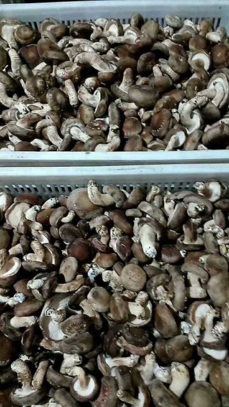 鲜香菇3.5cm以上1%