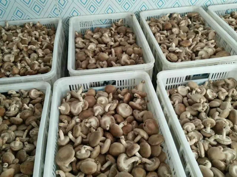 鲜香菇3.5cm以上1%