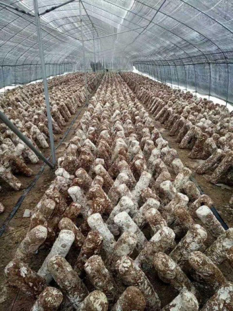 鲜香菇3.5cm以上1%
