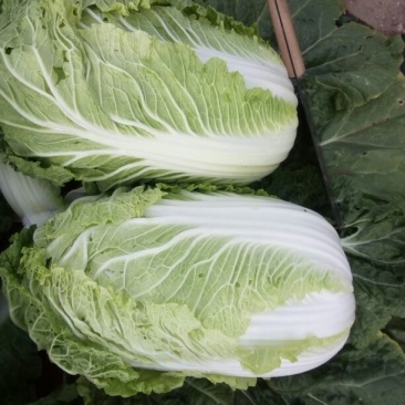 大白菜4~6斤毛菜