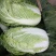 大白菜4~6斤毛菜
