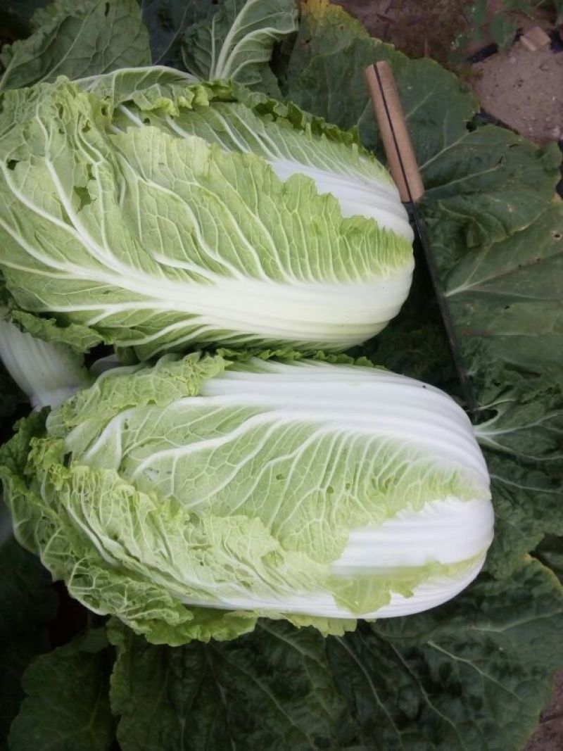 大白菜4~6斤毛菜