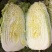 大白菜4~6斤毛菜