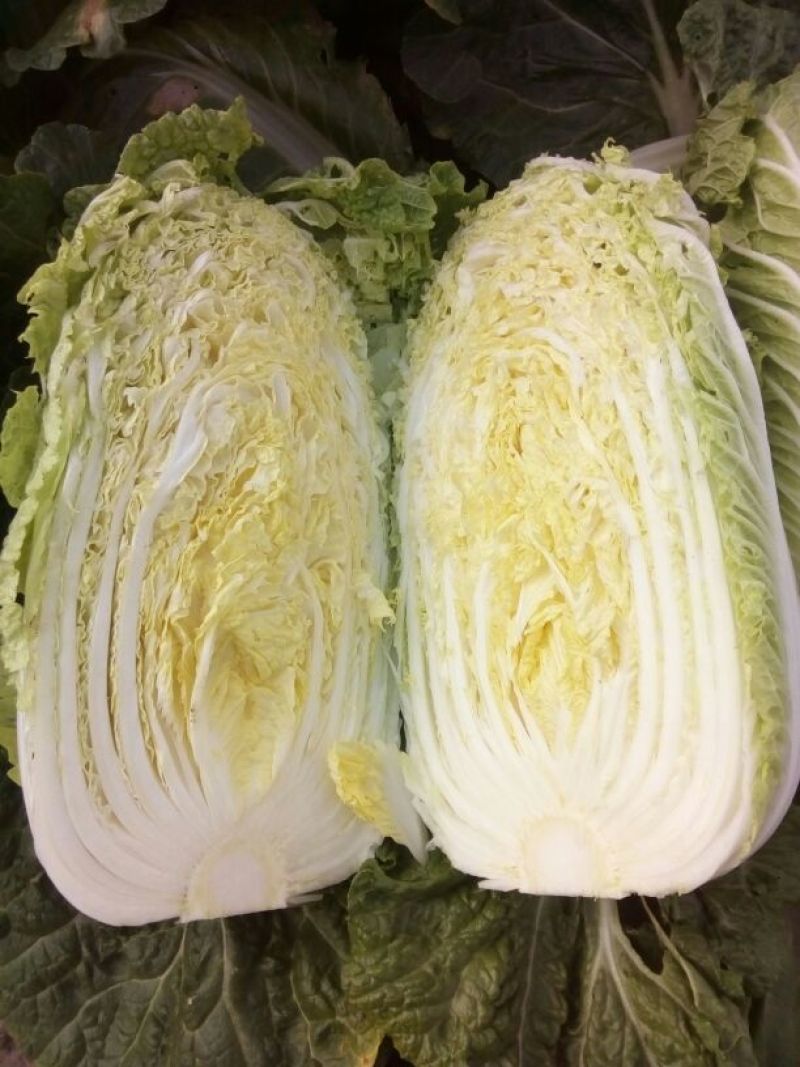 大白菜4~6斤毛菜