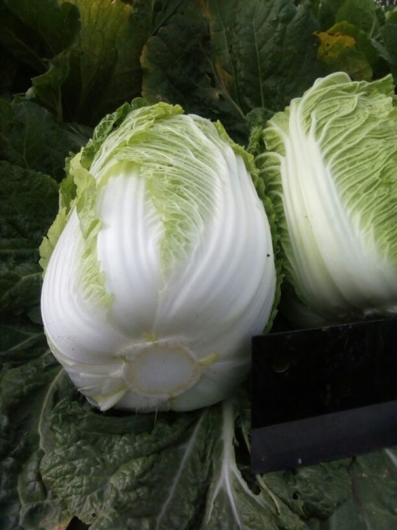 大白菜4~6斤毛菜