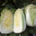 大白菜4~6斤毛菜