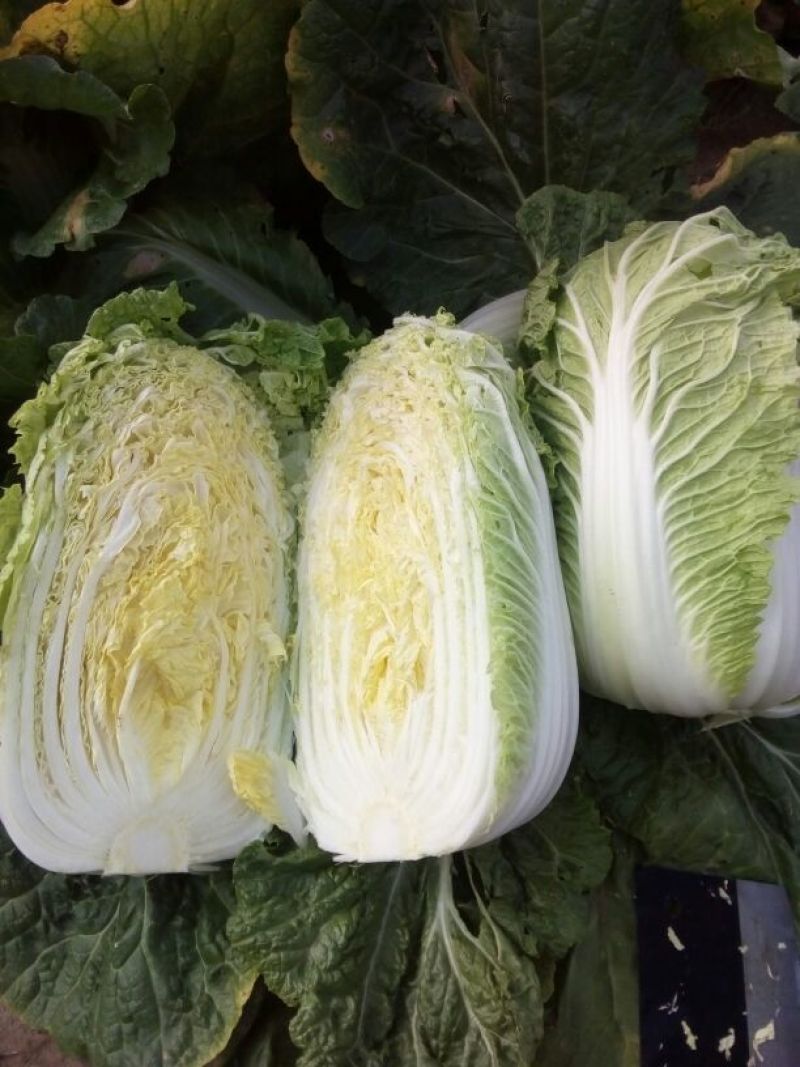 大白菜4~6斤毛菜