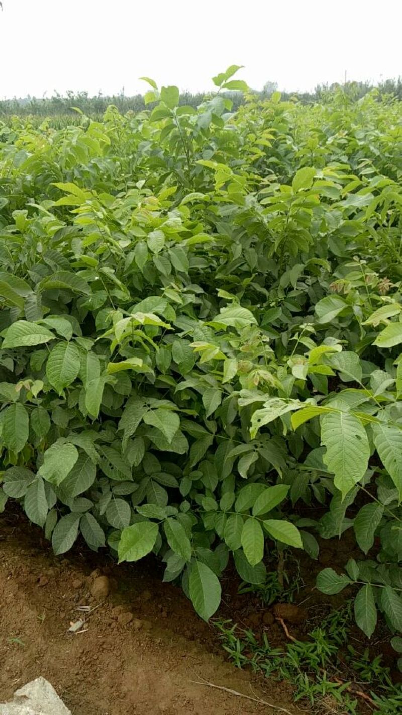 香玲核桃苗50~100cm一年苗