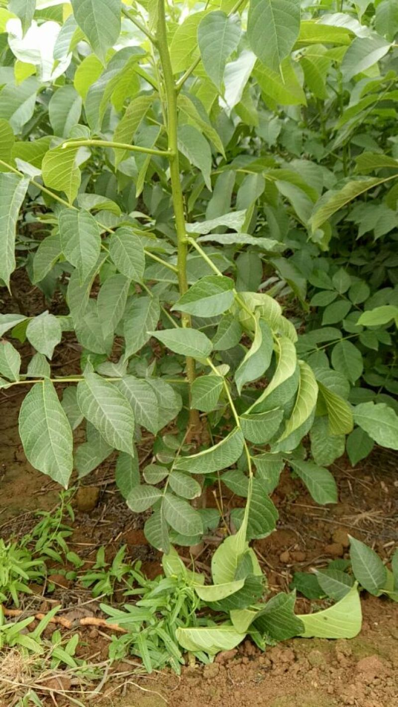 香玲核桃苗50~100cm一年苗