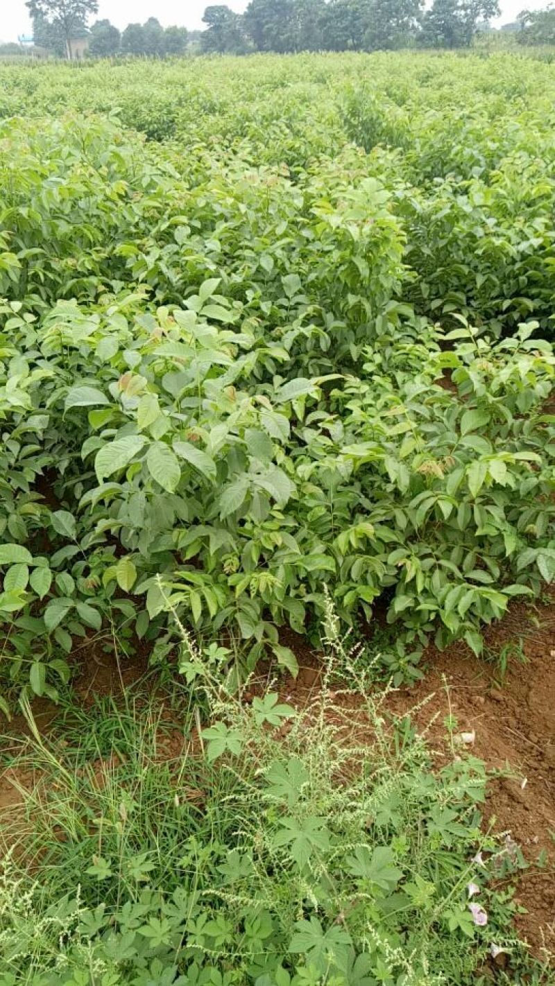 香玲核桃苗50~100cm一年苗