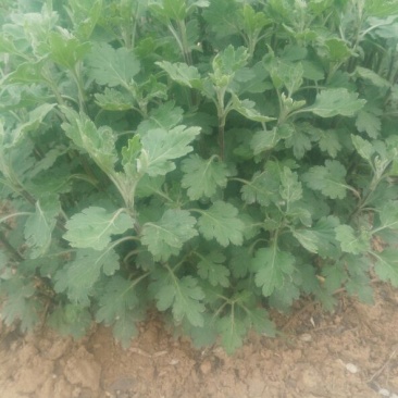 药用菊花袋装