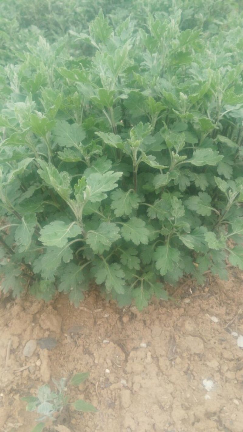 药用菊花袋装