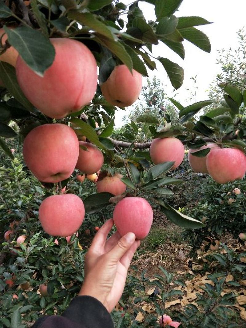 【大甩卖】苹果红星苹果基地直销价优十年老店欢迎咨询