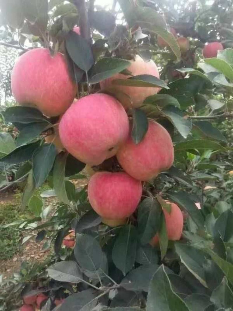 【大甩卖】苹果红星苹果基地直销价优十年老店欢迎咨询