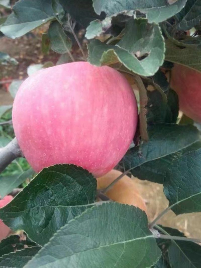 【大甩卖】苹果红星苹果基地直销价优十年老店欢迎咨询