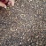 桂枝广西干货人工种植量大从优各种规格