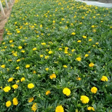 山东省青州市孔雀草基地