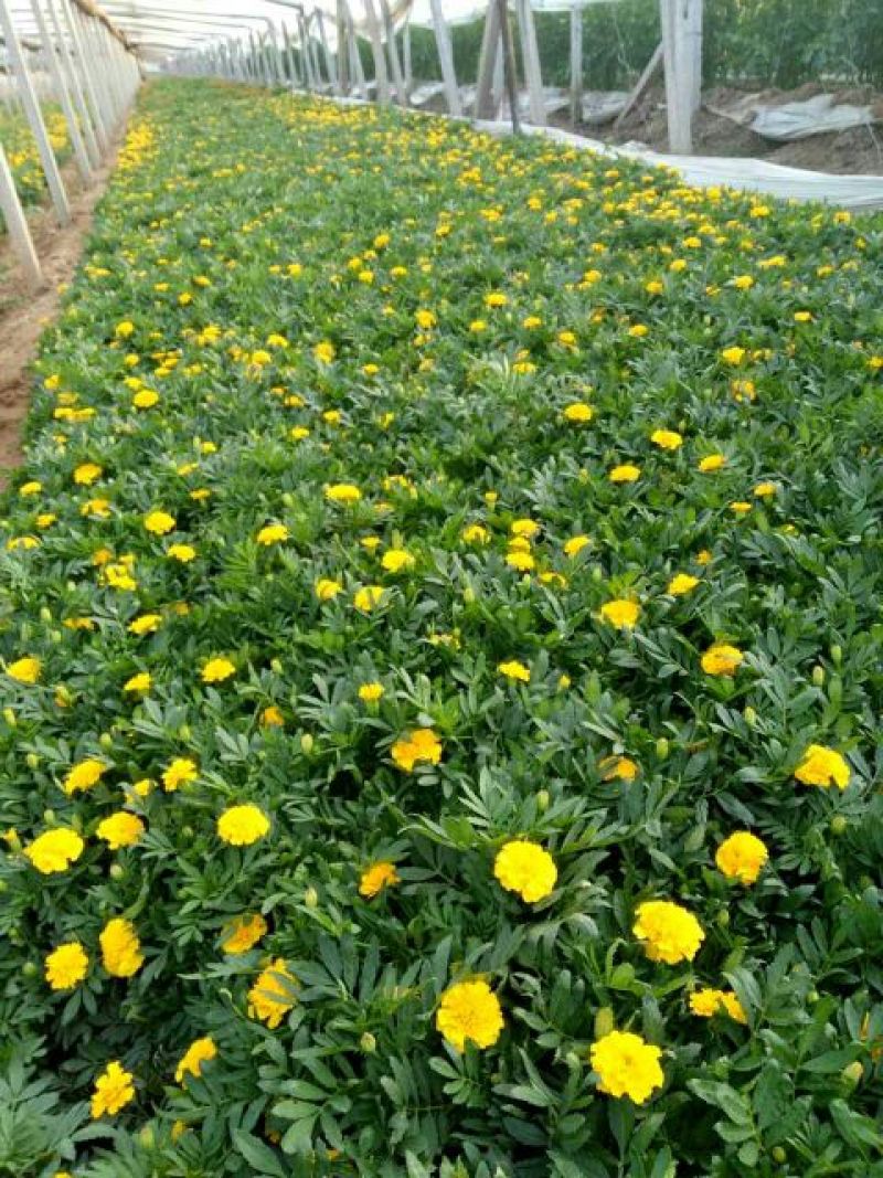 山东省青州市孔雀草基地