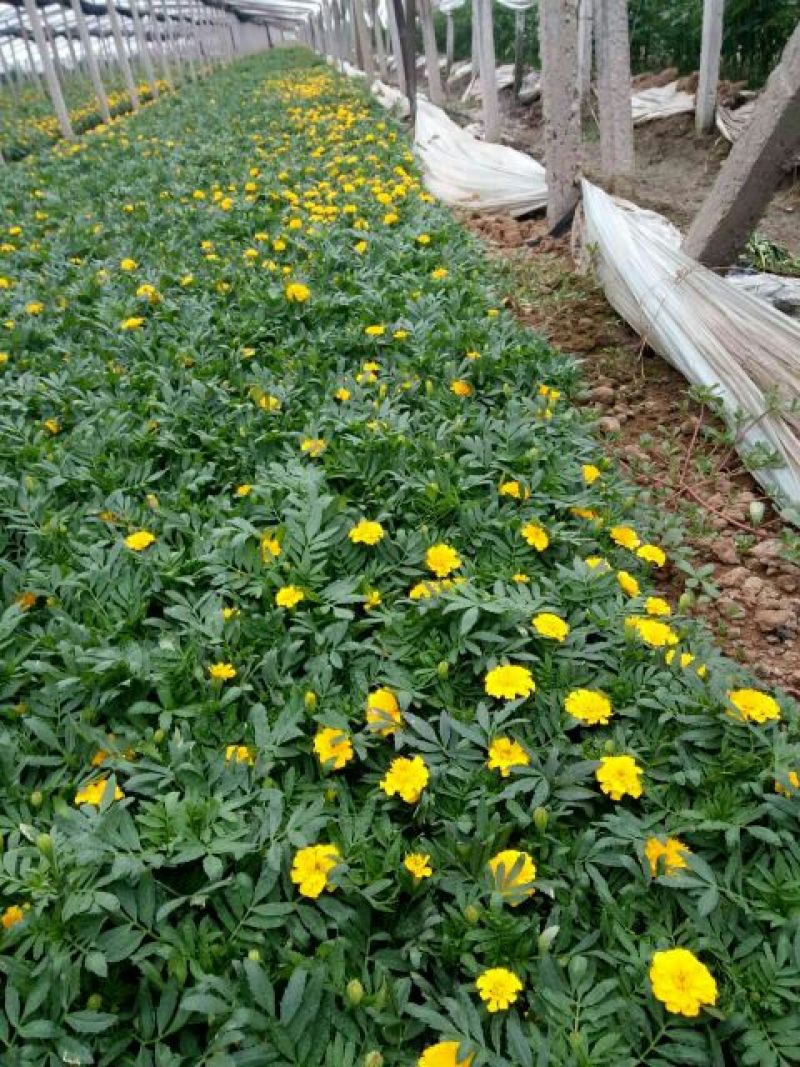 山东省青州市孔雀草基地