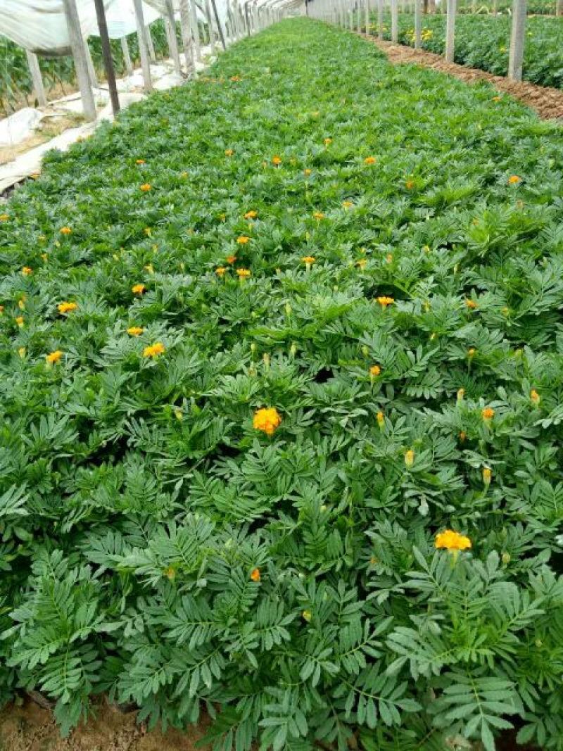 山东省青州市孔雀草基地