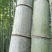 楠竹6cm以上6米以上