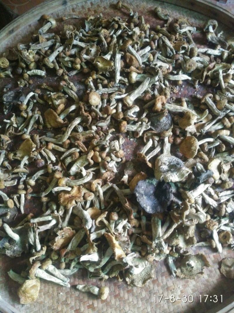 野生菌来自长寿之乡铜鼓县原始森林的野生菌类己晒干的干货
