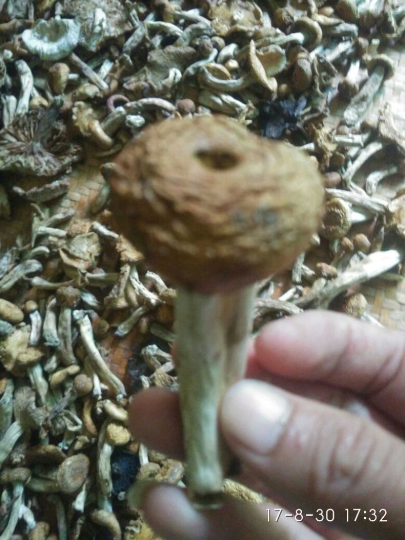 野生菌来自长寿之乡铜鼓县原始森林的野生菌类己晒干的干货