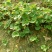 草莓苗10~20cm