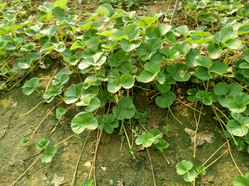 草莓苗10~20cm