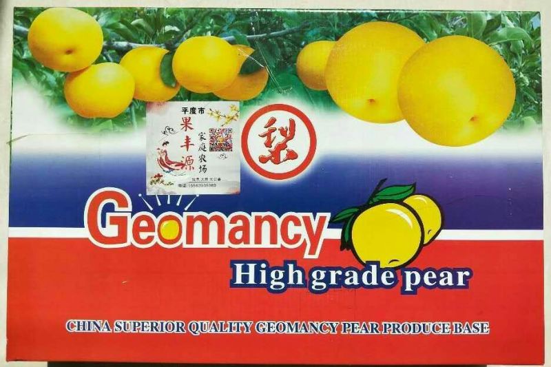 平度秋月梨已上市