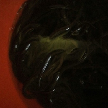 黄鳝食用活鱼