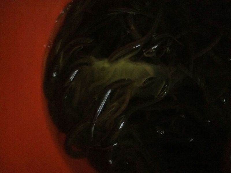 黄鳝食用活鱼