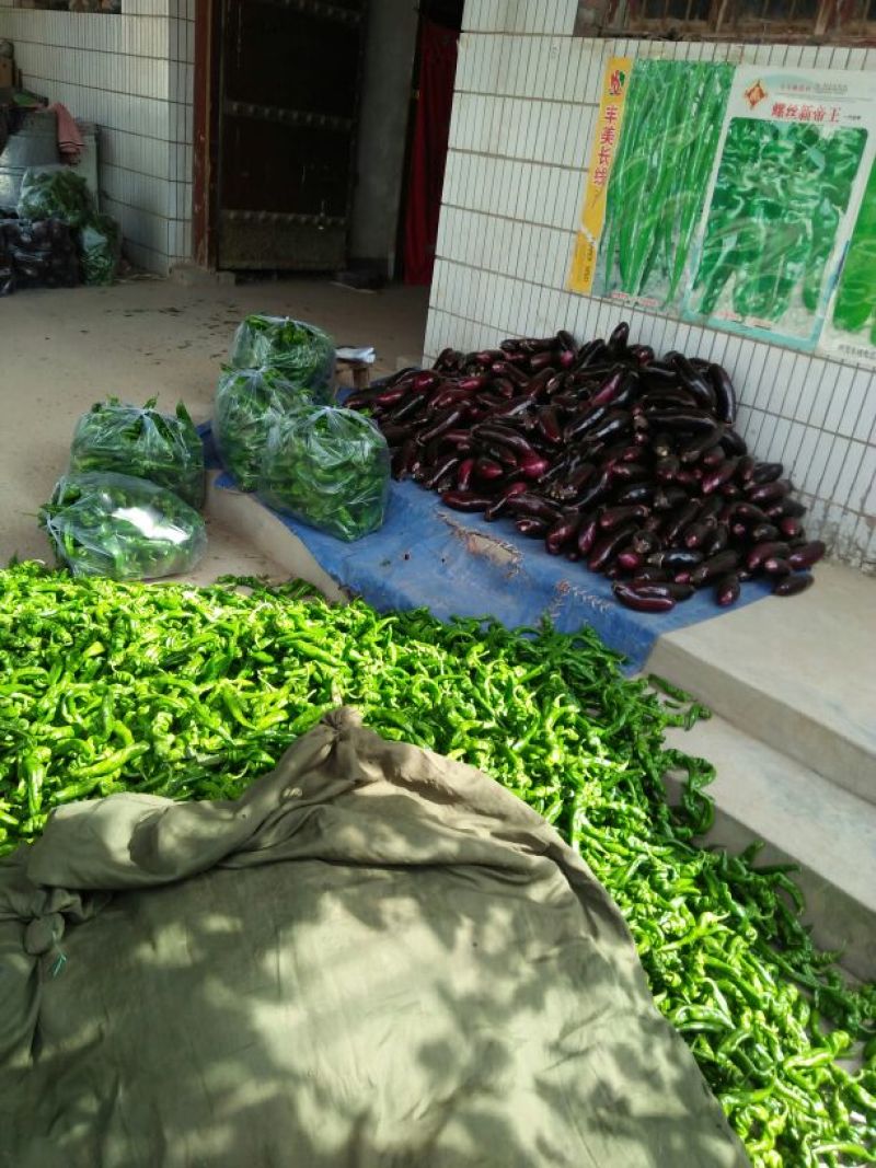 螺丝椒15~20厘米青中辣用于各种食材料