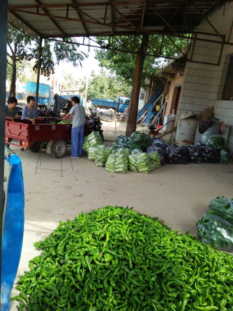 螺丝椒15~20厘米青中辣用于各种食材料