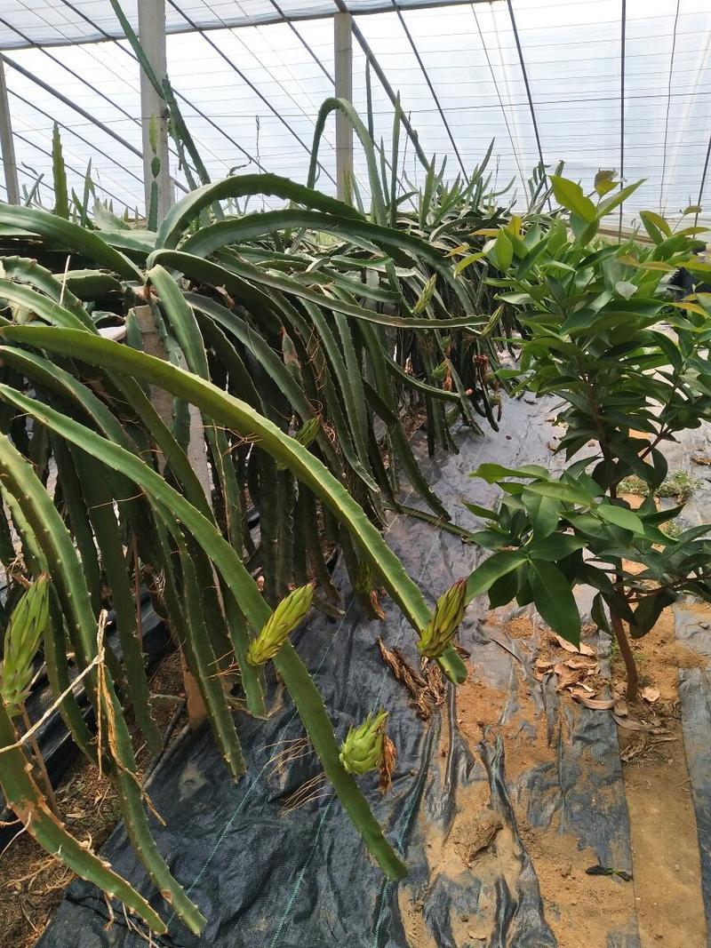 火龙果苗1.5米四年大苗，现起现发，保湿发货
