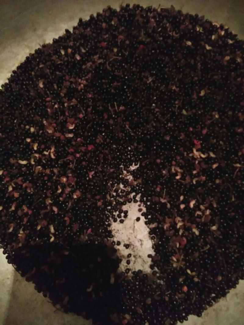 花椒种子