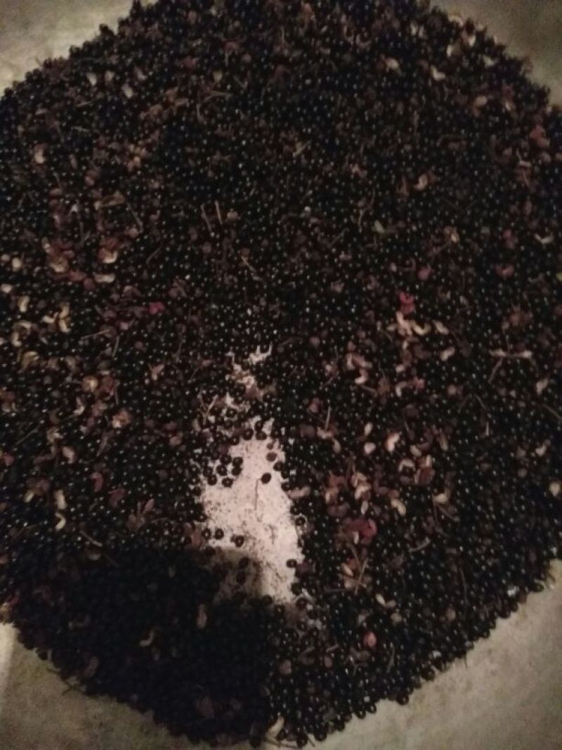 花椒种子