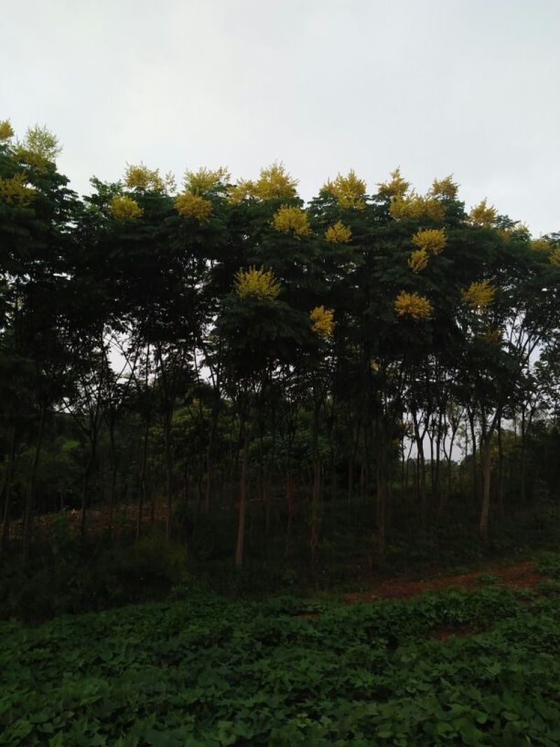 栾树12~14cm12~14cm3~3.5米