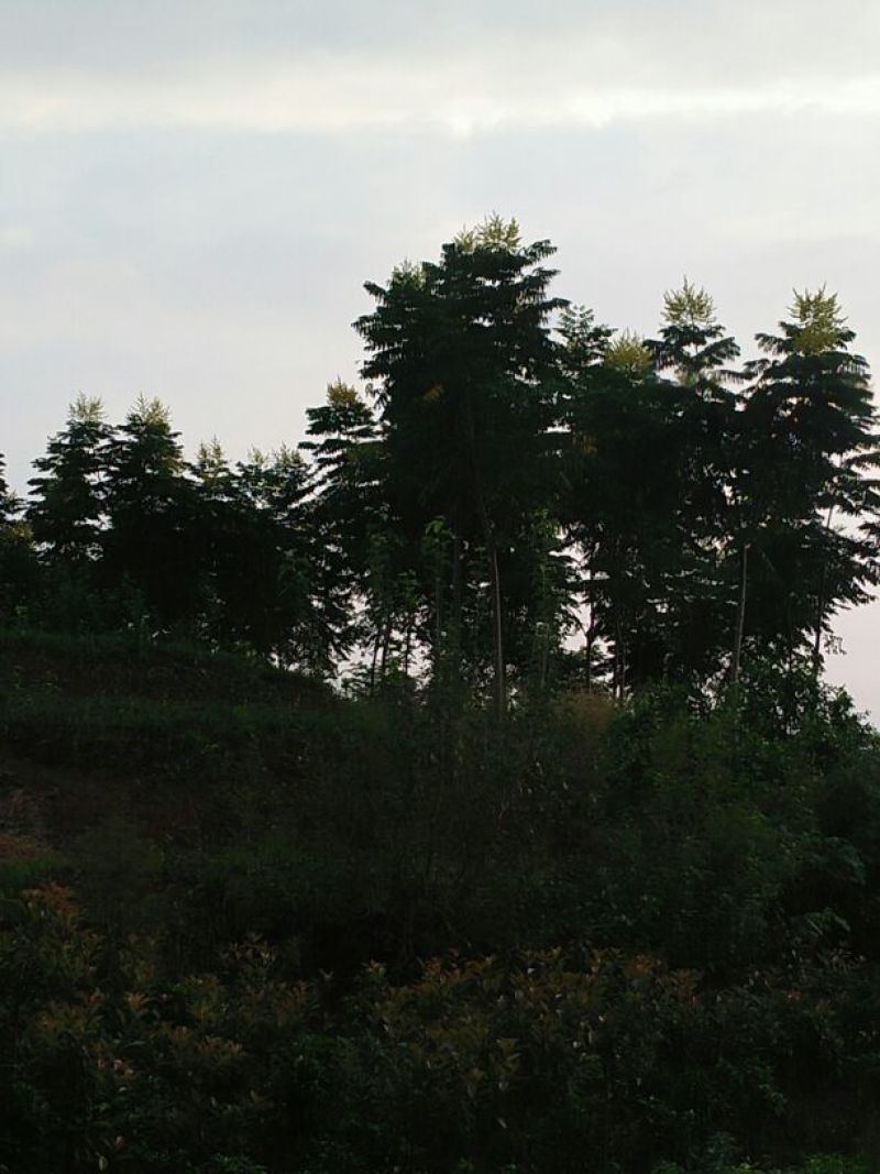 栾树12~14cm12~14cm3~3.5米