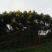 栾树12~14cm12~14cm3~3.5米