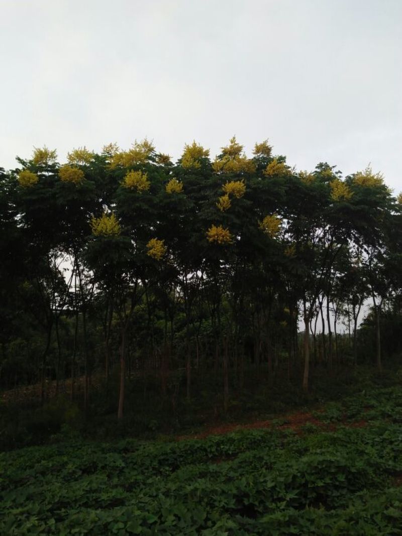 栾树12~14cm12~14cm3~3.5米