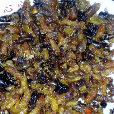 土蜂蜂蛹野生