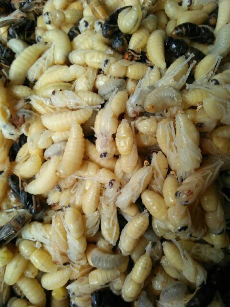 土蜂蜂蛹野生
