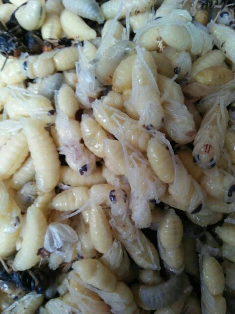 土蜂蜂蛹野生
