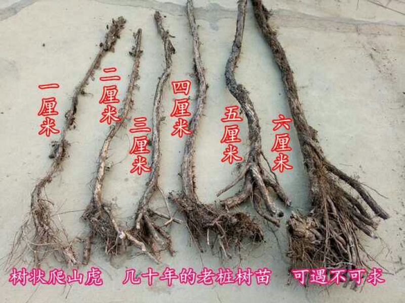 三叶爬山虎5cm以上1~1.5米