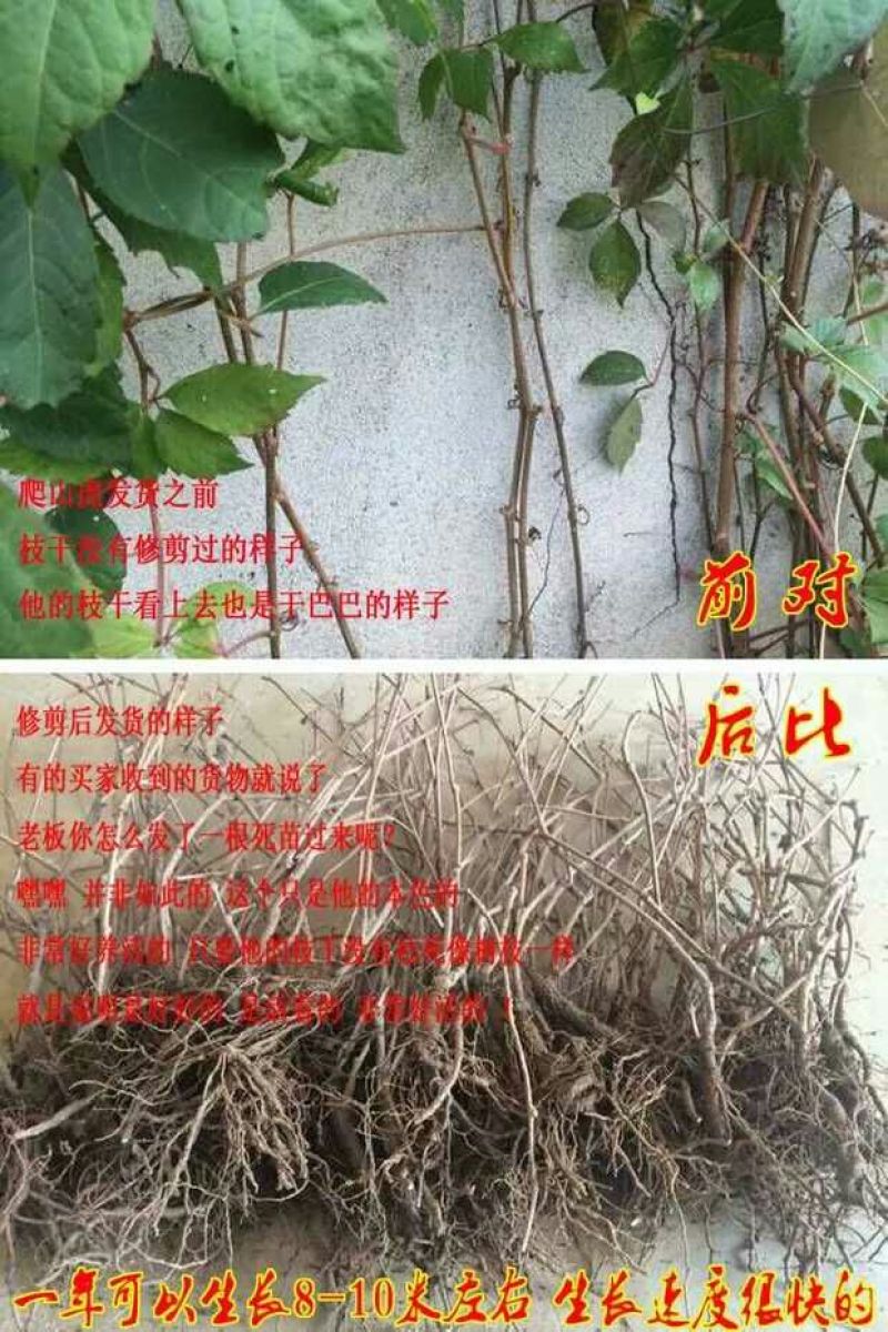 三叶爬山虎5cm以上1~1.5米