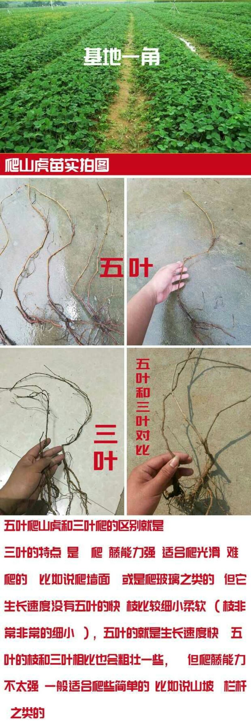 三叶爬山虎5cm以上1~1.5米