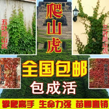 五叶爬山虎5cm以上1~1.5米